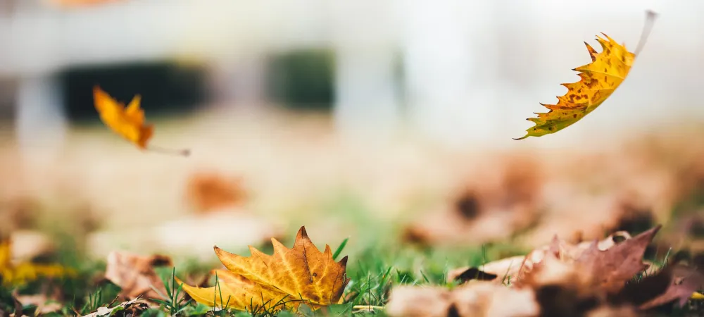 fall leaves in lawn