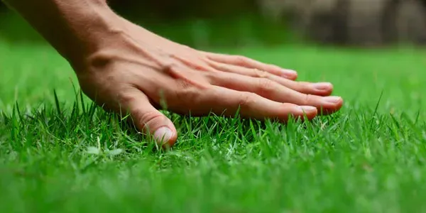 Hand touching healthy green grass