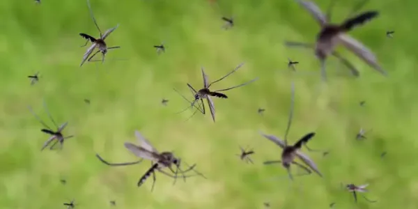 mosquito-hero-flying