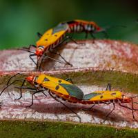 Chinch Bugs