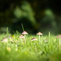 lawn mushroom