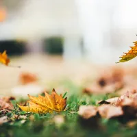 fall leaves in lawn