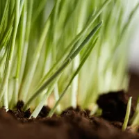 grass seedlings