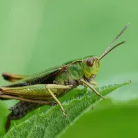 grasshopper-onleaf