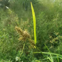 nutsedge