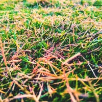 red thread disease