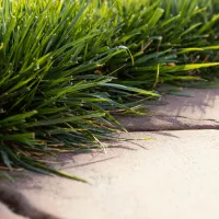 sideways grass