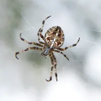 spider on a web