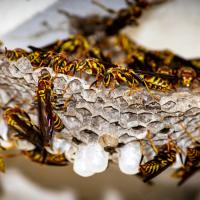 wasps