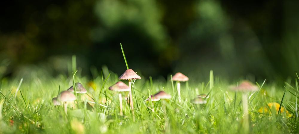 lawn mushroom