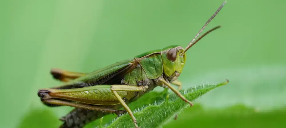 grasshopper-onleaf