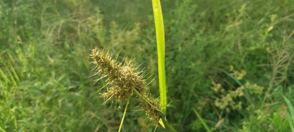 nutsedge