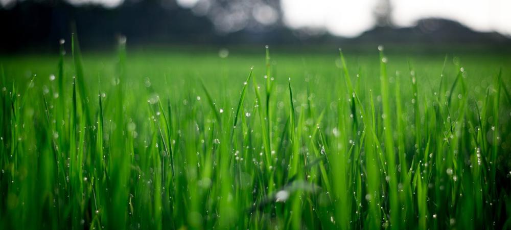 Grass Growth