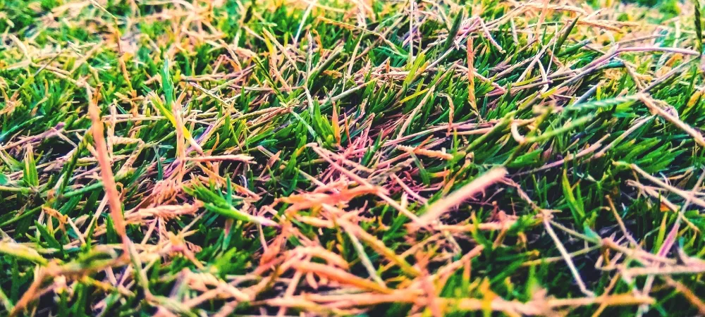 red thread disease
