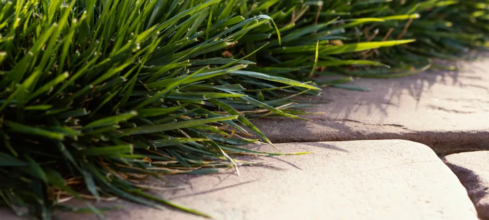 sideways grass