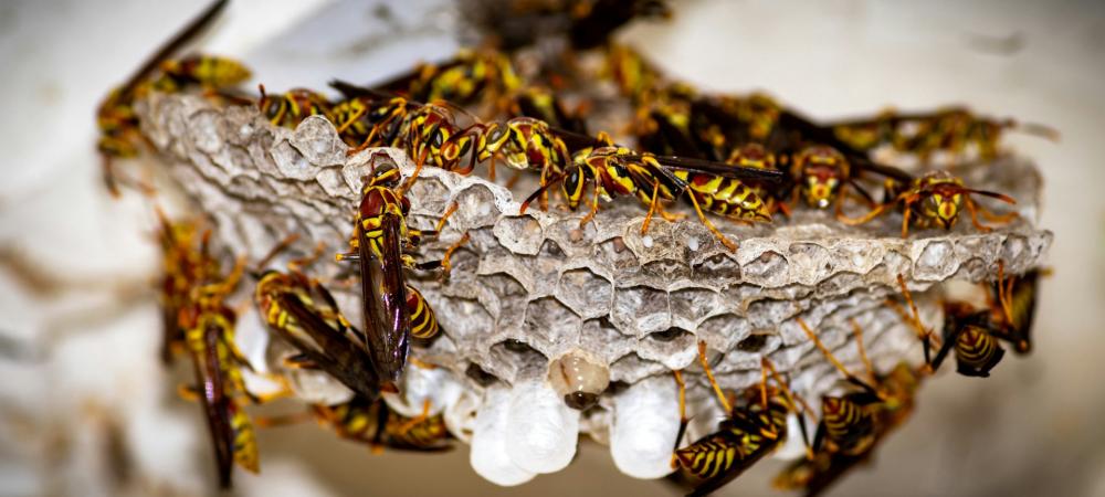 wasps